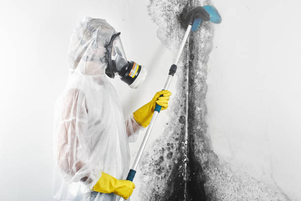 Hooper, NE Mold Removal Pros